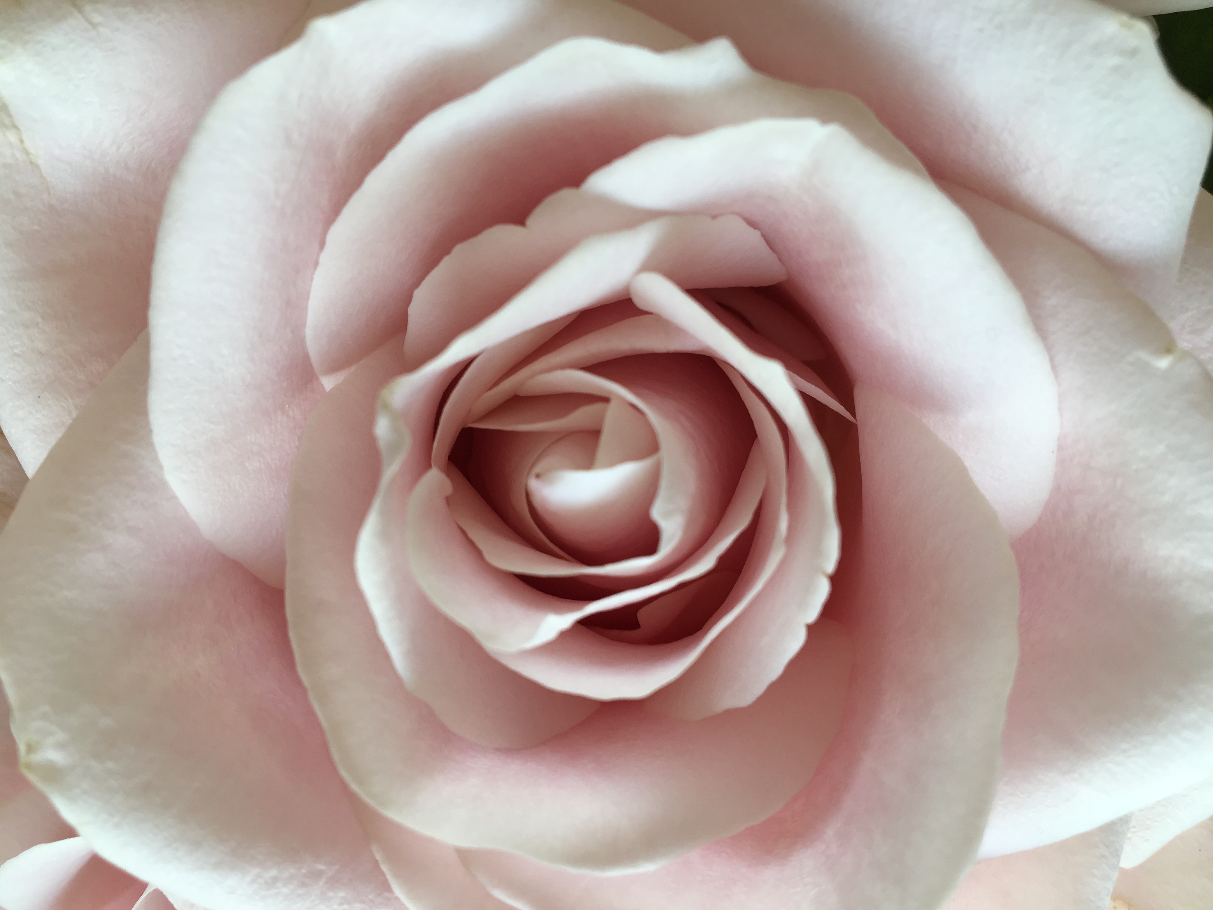 43. Mastectomy recovery update